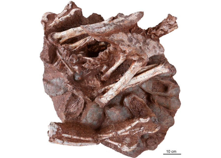 Znaleziono skamieniałe szczątki dinozaura wysiadującego jaja