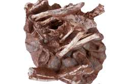 Znaleziono skamieniałe szczątki dinozaura wysiadującego jaja