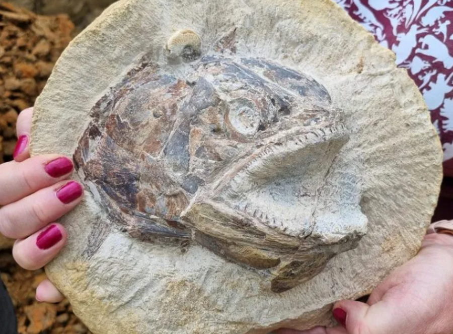 Doskonale zachowane skamieniałości jurajskich stworzeń znalezione na farmie w Wielkiej Brytanii