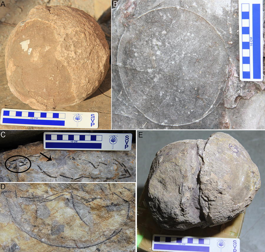 Znaleziono ponad 250 skamieniałych jaj dinozaurów