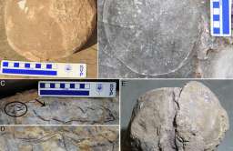 Znaleziono ponad 250 skamieniałych jaj dinozaurów