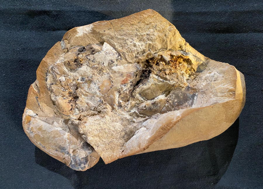 Badacze znaleźli skamieniałe serce sprzed 380 milinów lat