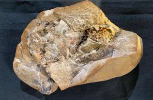 Badacze znaleźli skamieniałe serce sprzed 380 milinów lat