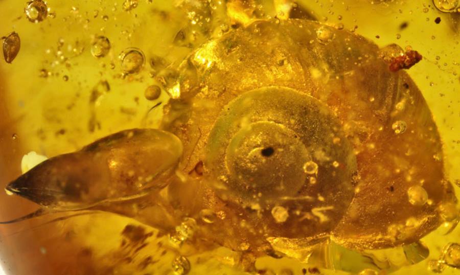 Ślimak w bursztynie sprzed 100 mln lat