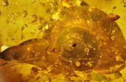 Ślimak w bursztynie sprzed 100 mln lat