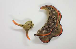 Niektóre ślimaki morskie mogą odrzucić całe ciało i wyhodować nowe