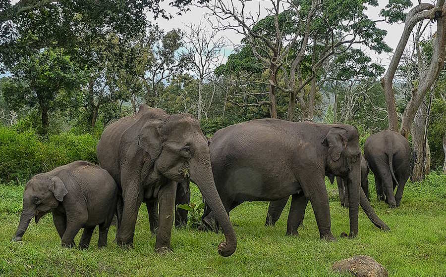 Słonie indyjskie przeżywają żałobę i grzebią swoich bliskich
