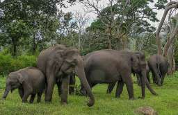 Słonie indyjskie przeżywają żałobę i grzebią swoich bliskich