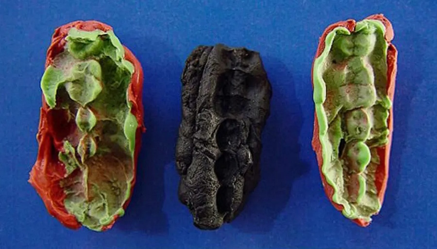 Starożytna „guma do żucia” rzuca światło na dietę z epoki kamienia