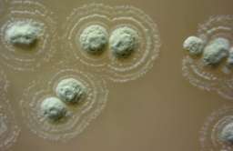Bakterie Streptomyces sp. Myrophorea
