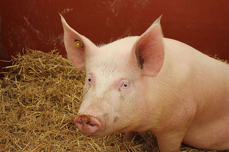 Organy świni częściowo „ożywione” godzinę po śmierci. „Możemy przekonać komórki, by nie umierały”