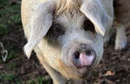 W Chinach wykryto nowy szczep świńskiej grypy o potencjale pandemicznym