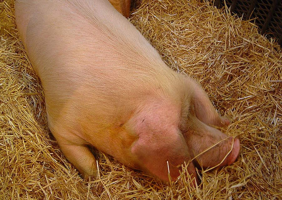 Mózg świni utrzymano przy życiu poza ciałem przez pięć godzin