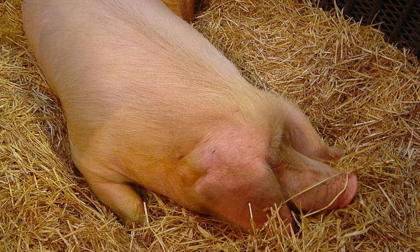 Mózg świni utrzymano przy życiu poza ciałem przez pięć godzin