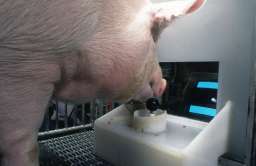 Naukowcy nauczyli świnie obsługiwać joystick i grać w gry wideo