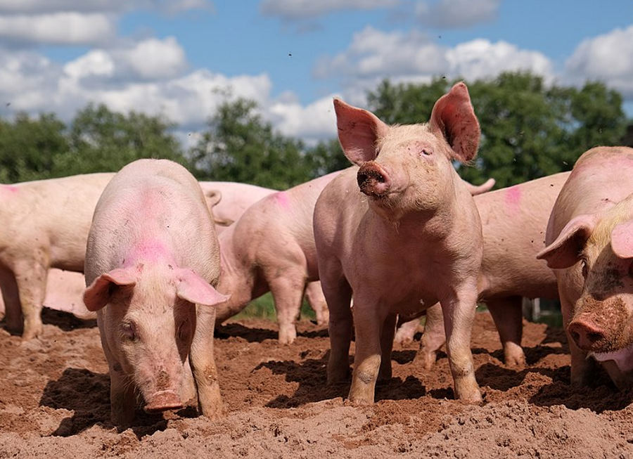 O czym chrumkają świnie? Naukowcy nauczyli sztuczną inteligencję rozpoznawać ich emocje