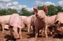 O czym chrumkają świnie? Naukowcy nauczyli sztuczną inteligencję rozpoznawać ich emocje