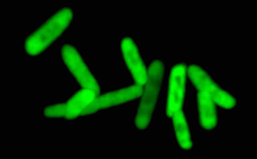 Wytworzone przez półsyntetyczny organizm fluorescencyjne białko