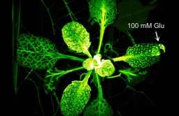"System nerwowy" roślin