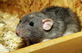 Naukowcy wykazali, że szczury też posiadają wyobraźnię