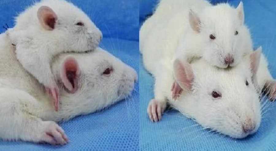 Przeszczepiona głowa szczura do ciała innego szczura