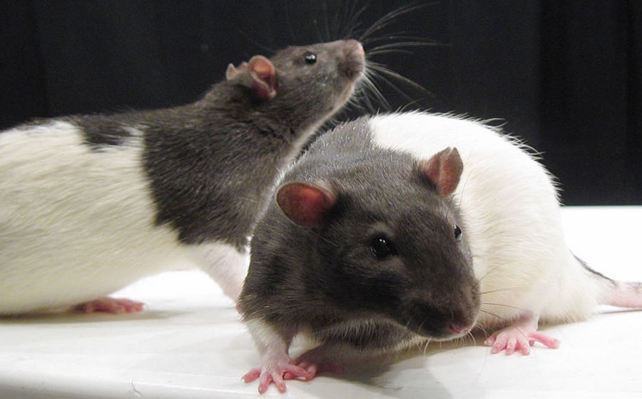 Szczury laboratoryjne