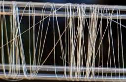 Pajęcze nici wytwarzane przez zmodyfikowane bakterie są mocniejsze od stali i kevlaru