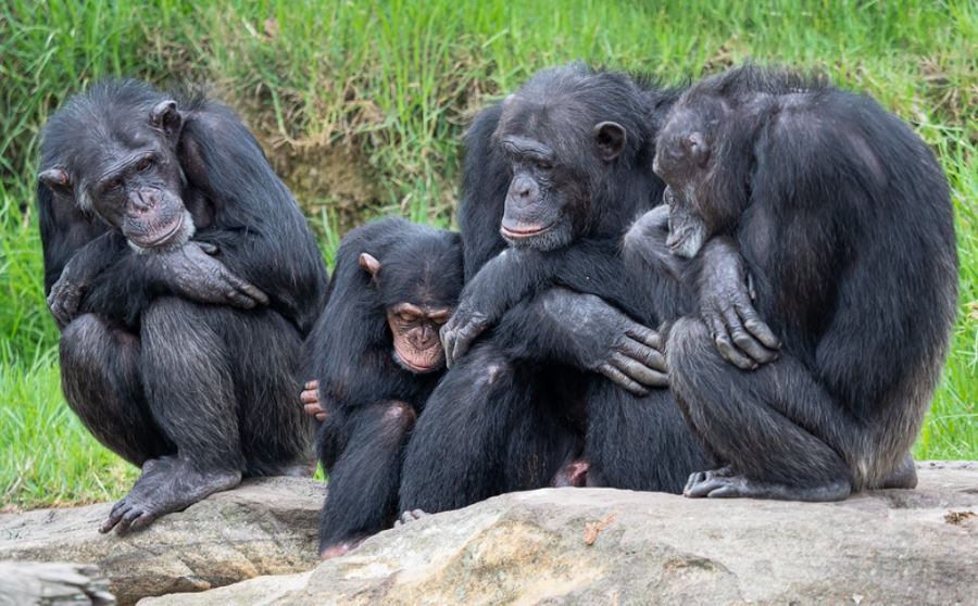O czym dyskutują małpy? Nagrania szympansów ujawniają nieznany „język”