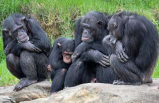 O czym dyskutują małpy? Nagrania szympansów ujawniają nieznany „język”