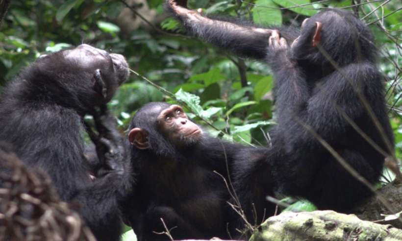 Medycyna według szympansów. Przeżute owady na otwarte rany