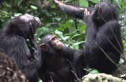 Medycyna według szympansów. Przeżute owady na otwarte rany