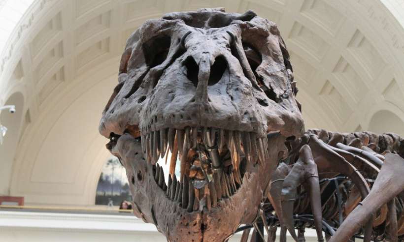 Naukowcy ustalili, ile tyranozaurów mogło żyć na Ziemi