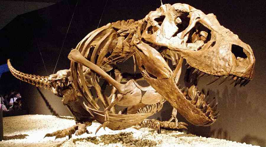 Zrekonstruowany szkielet Tyranozaura