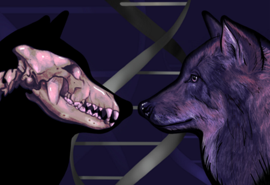 Kiedy dokładnie udomowiono psy? DNA starożytnych wilków daje nowe wskazówki