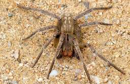 Związek wyizolowany z jadu pająka może zastąpić Viagrę