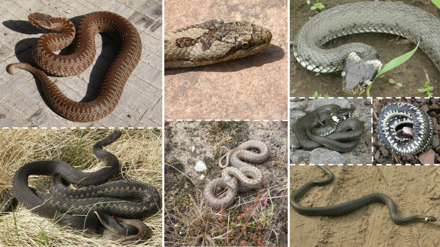 Wśród żmij, gniewoszy i zaskrońców – wiosenne życie węży