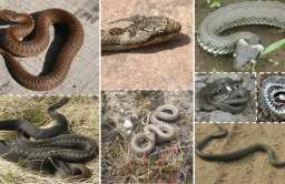 Wśród żmij, gniewoszy i zaskrońców – wiosenne życie węży