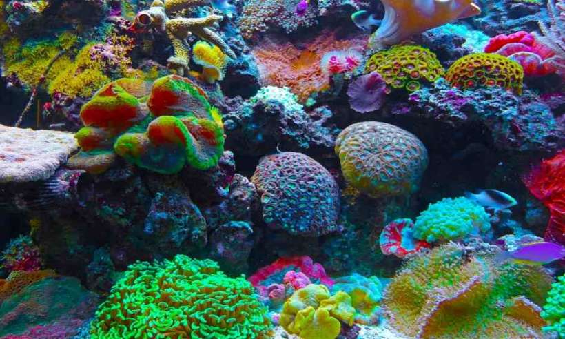 Różnokolorowe koralowce na Wielkiej Rafie Koralowej