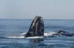Wieloryb biskajski