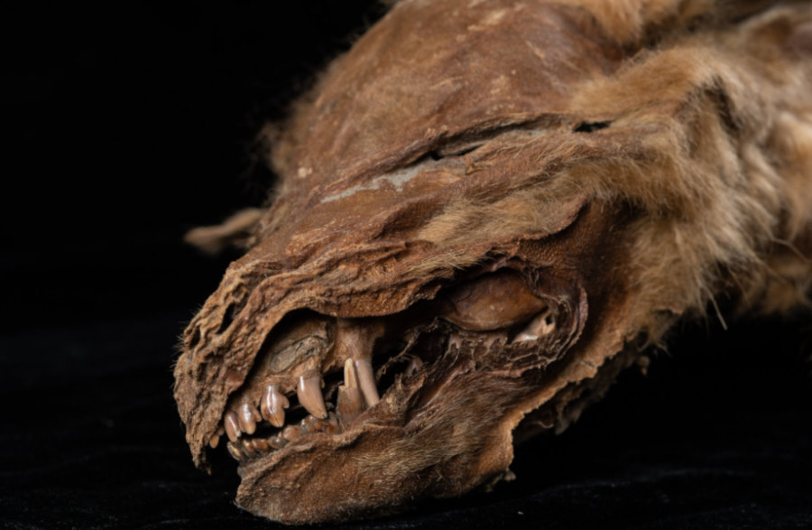 Zmumifikowane szczenię wilka sprzed 57 tys. lat