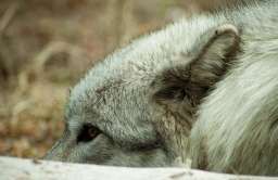 Badanie: wilki w Polsce są intensywnie zabijane, co roku ginie blisko 150 osobników