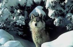 Infekcja pasożytem wpływa na wilki i zamienia je w przywódców stada
