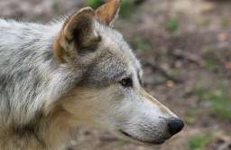 Wilki z Czarnobyla mają zmieniony układ odpornościowy. Wydają się mieć większą odporność na nowotwory