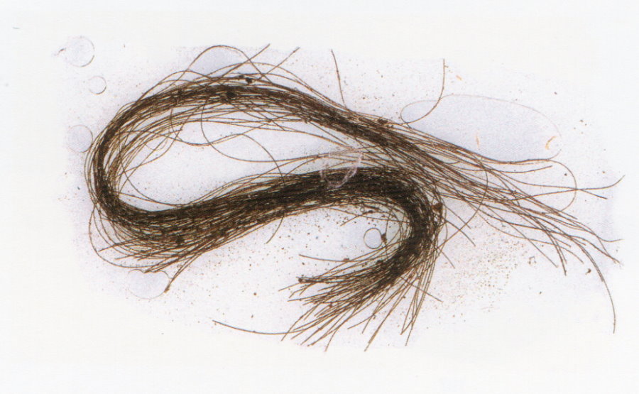 Ślady substancji psychodelicznych we włosach sprzed 3 tys. lat