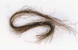 Ślady substancji psychodelicznych we włosach sprzed 3 tys. lat