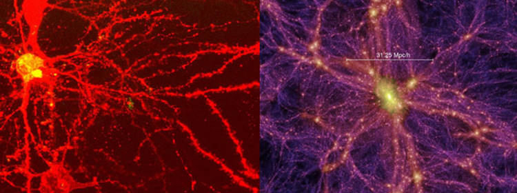 Podobieństwo w budowie ludzkiego mózgu i Wszechświata