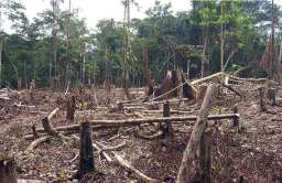 Brazylijska Amazonia emituje więcej CO2 niż pochłania. Płuca Ziemi szwankują