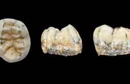 Starożytny ząb znaleziony w Laosie odkrywa tajemnice denisowian