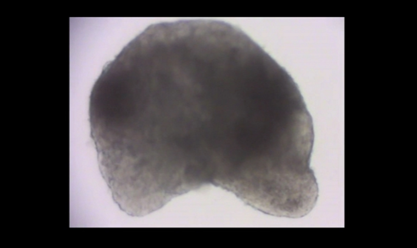 Zarodek myszy z bijącym sercem stworzony z komórek macierzystych