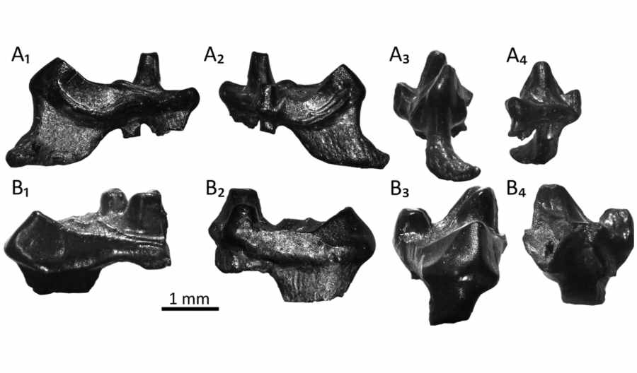 Skamieniałe zęby starożytnych ssaków